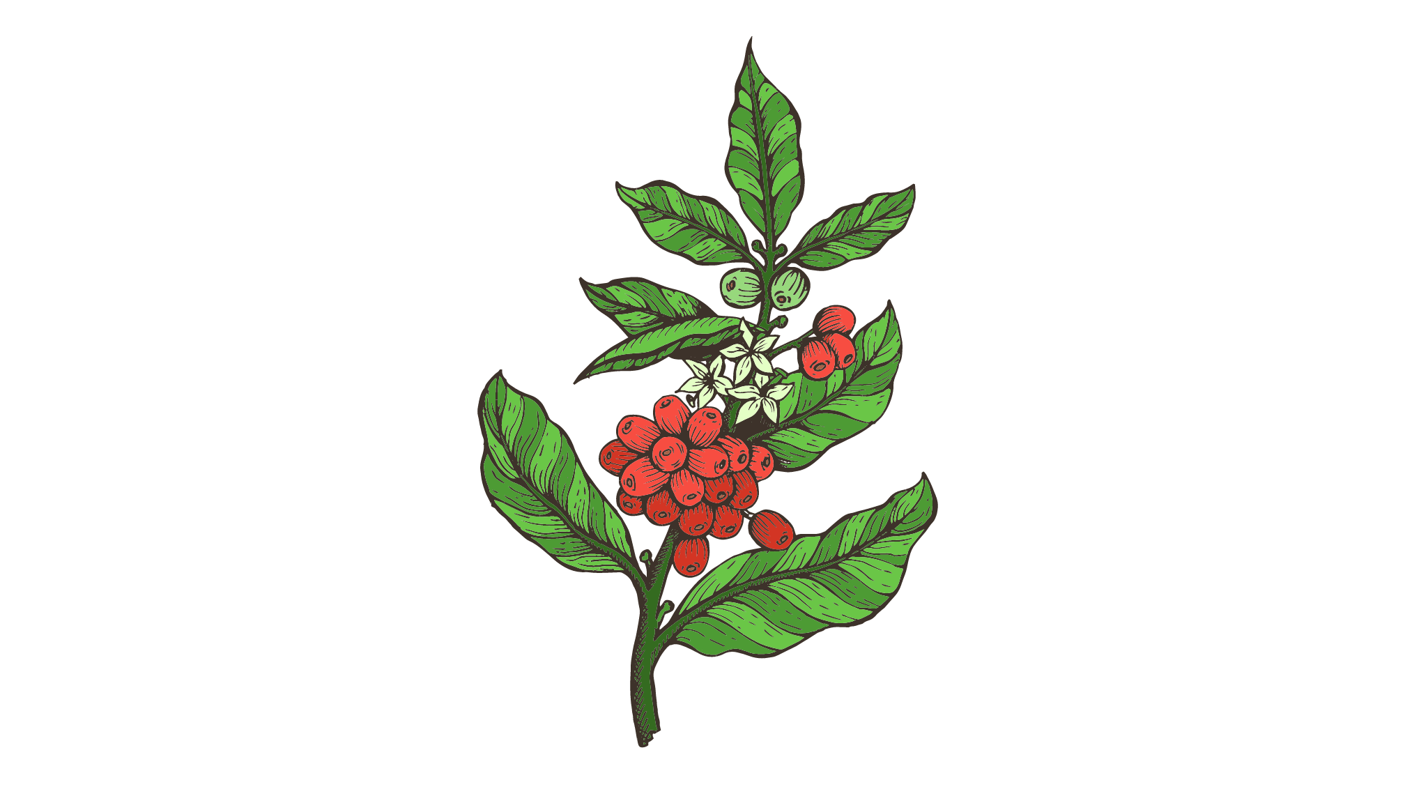 plant2